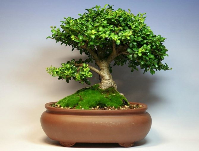 Kuinka kasvattaa bonsai - tee itse japanilaista taidetta