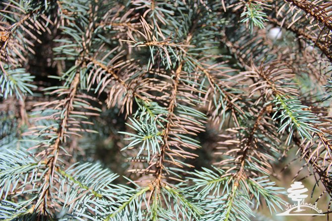 Description of balsamic fir Nana, planting and caring for it