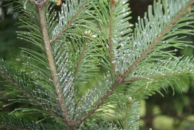 Description of balsamic fir Nana, planting and caring for it