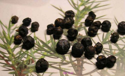 About growing juniper at home from seeds: planting and care