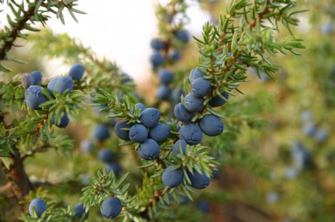About growing juniper at home from seeds: planting and care