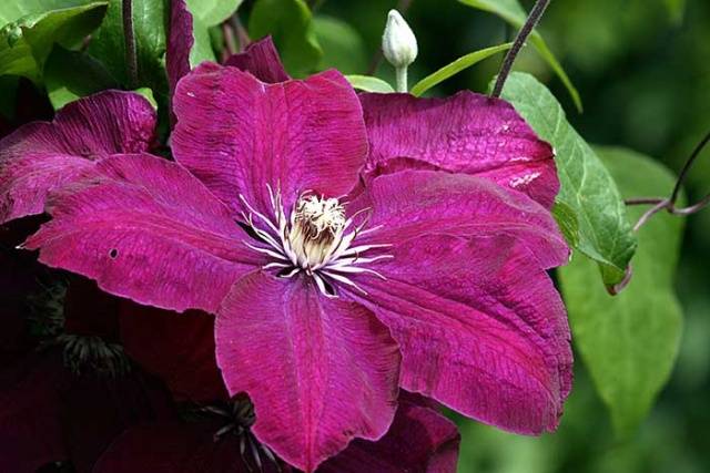 Clematis Rouge Cardinal: Pruning Unit, Planting and Care