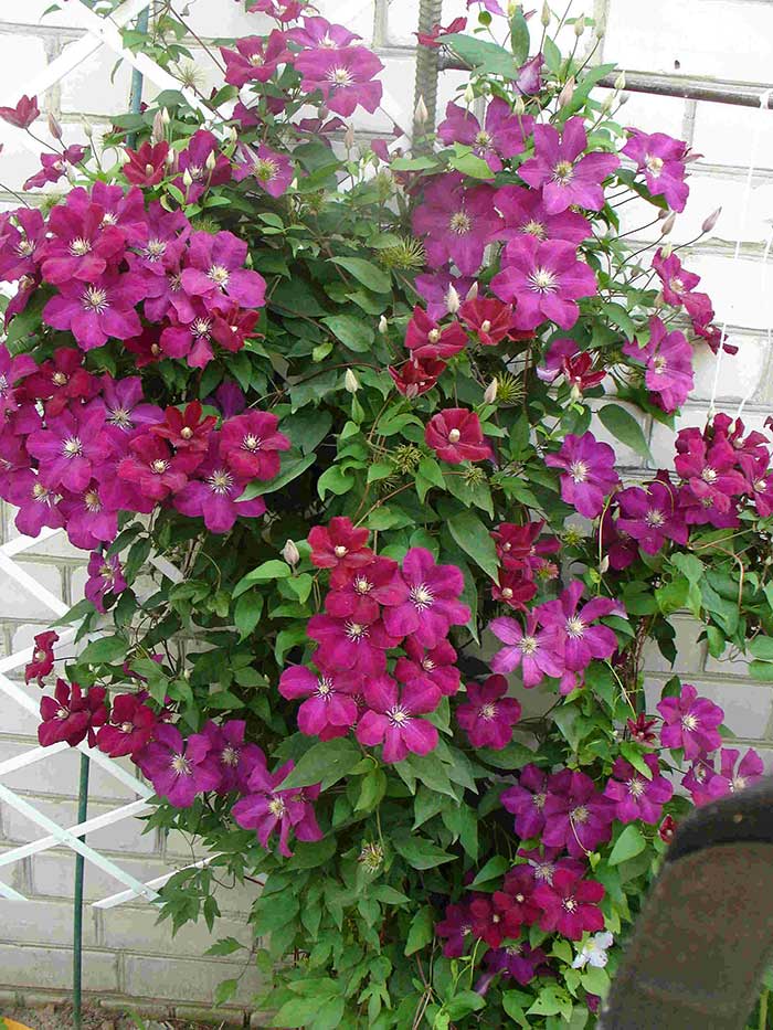 Clematis Rouge Cardinal: Pruning Unit, Planting and Care ⋆ 👨‍🌾 Farmer ...
