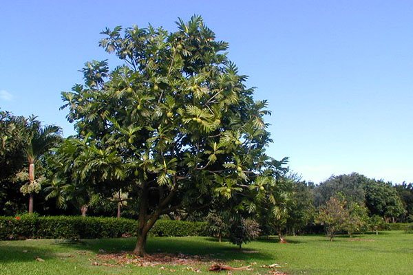 Breadfruit: description, features of fruits and growing a plant at home