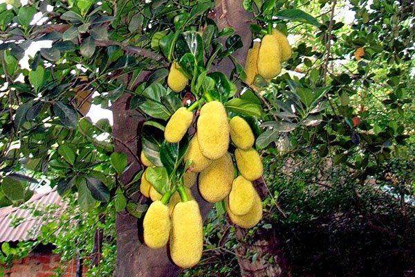 Breadfruit: description, features of fruits and growing a plant at home