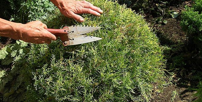 How to trim a thuja spherical