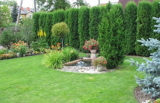 Thuja columnar: how to choose a variety, how to plant, how to care