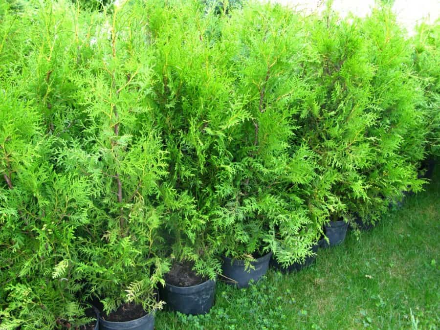 Thuja globular is a small evergreen beauty. Planting and care rules.