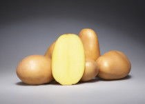 Early varieties of potatoes originator Saatzucht Fritz Lange KG