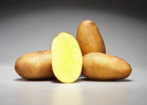 Alkuperäisen Saatzucht Fritz Lange KG: n hyvin varhaiset perunat