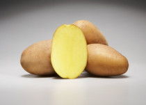 Mid-early varieties of potatoes originator Saatzucht Fritz Lange KG