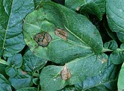 Diseases and pests of potatoes during the growing season