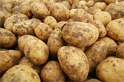 Pre-planting treatment of potato tubers -