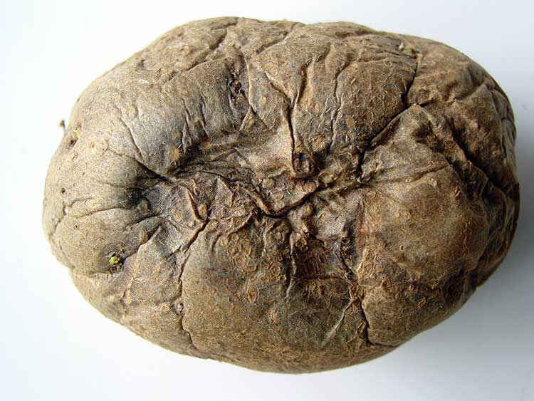 Signs of fusarium (dry rot) on potato tuber