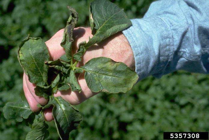 Symptoms of fusarium on potato leaves