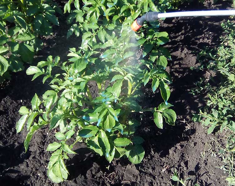 Prevention of late blight. Spraying potatoes with Bordeaux mixture