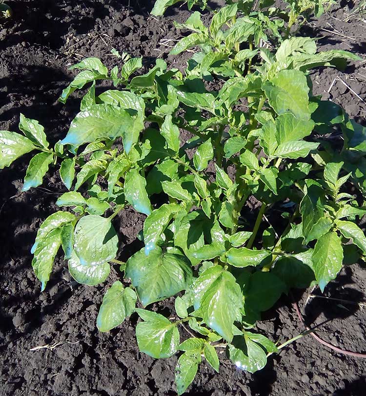 Potato late blight is treated by treating the leaves with Bordeaux liquid