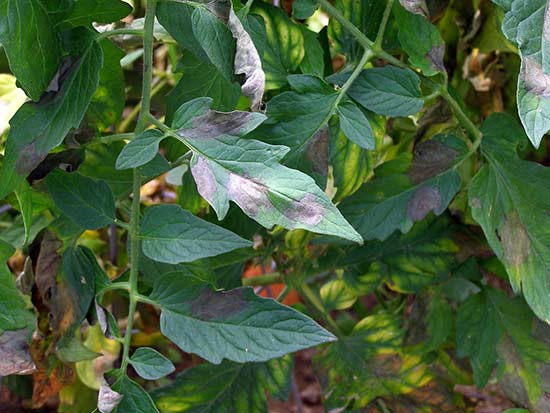 Symptoms of late blight on tomato leaves