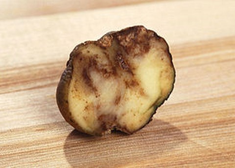 Potatoes sick with late blight