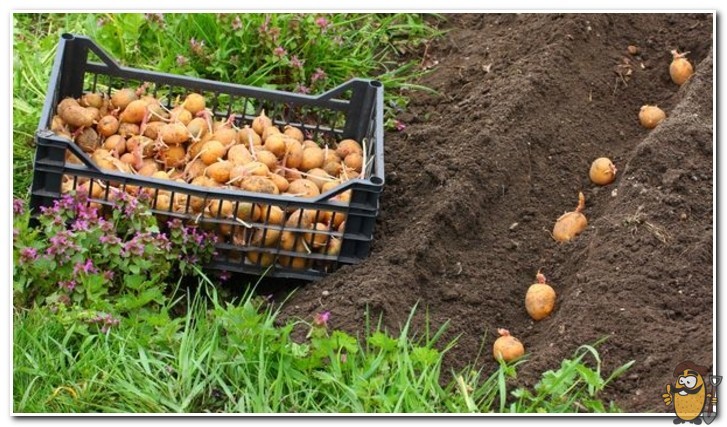 planting riviera potatoes