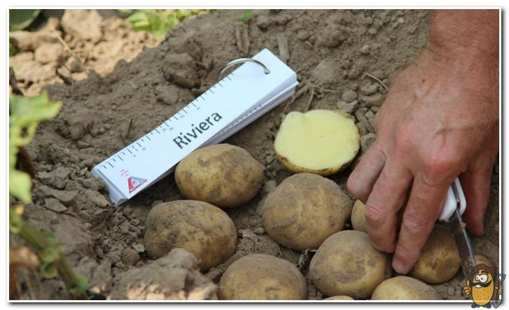 riviera potato variety