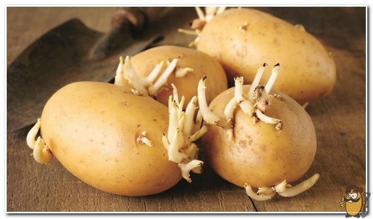 sprouting riviera potatoes