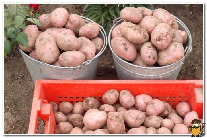 Rocco potatoes harvest