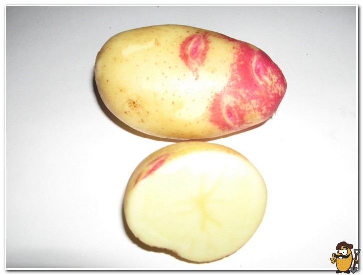 blue-eyed potato cutaway