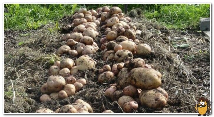 harvesting blue-eyed potatoes