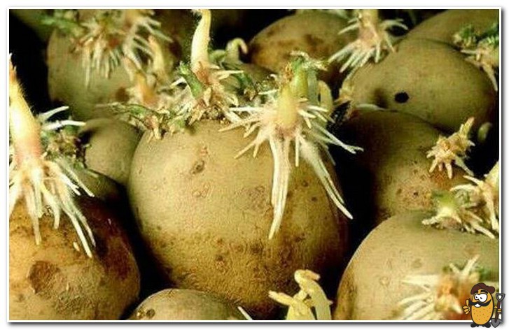 santa potatoes sprouting