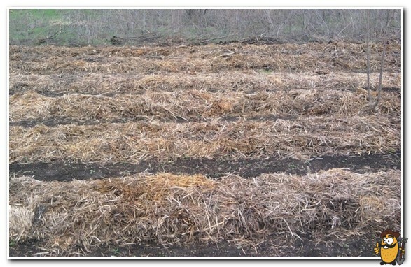 mulch for potatoes