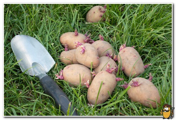 potato seedlings