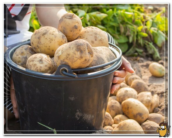 picking potatoes