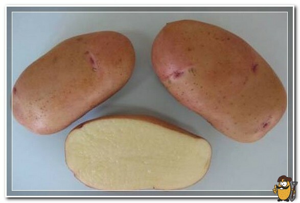 Potatoes Tiras care how to grow