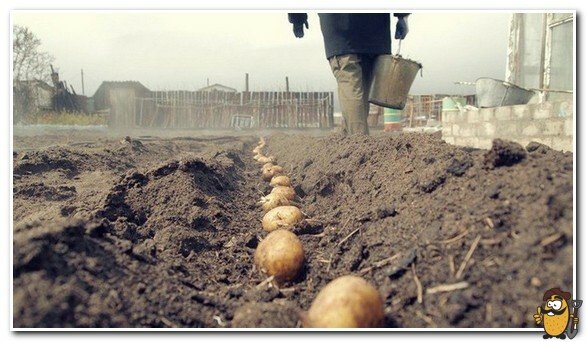 planting colombo potatoes