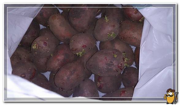 germination of potatoes