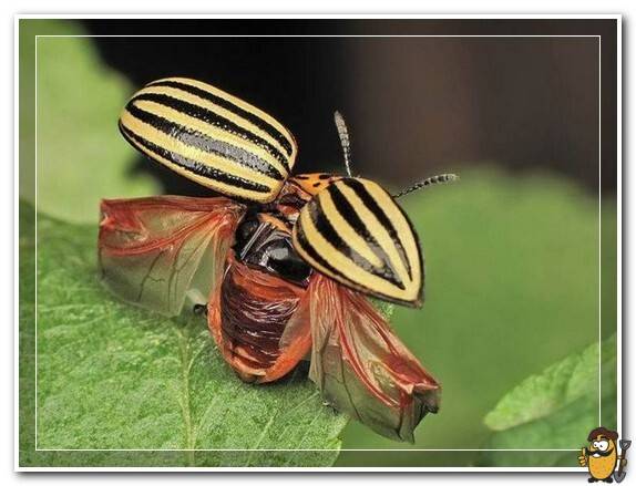 colorado potato beetle wings