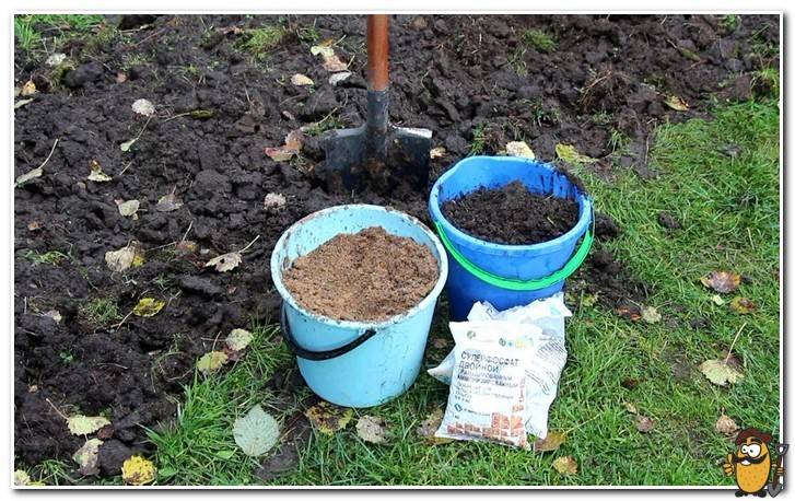 adding fertilizers to the soil in autumn