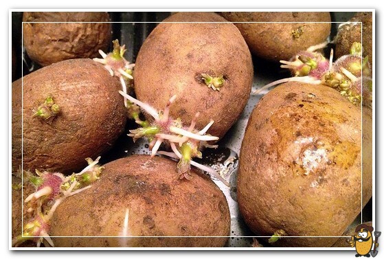 germination of potatoes