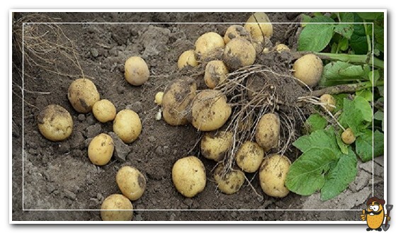 picking lorkh potatoes