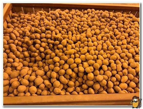 storage of potatoes