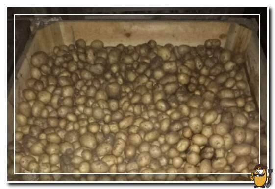 storage of potatoes