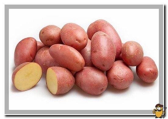 favorite potato variety
