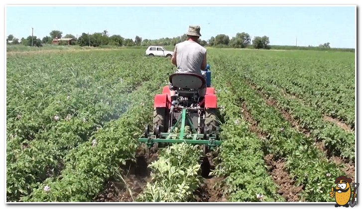 weeding and hilling potatoes
