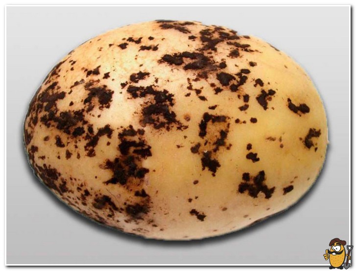 black potato scab