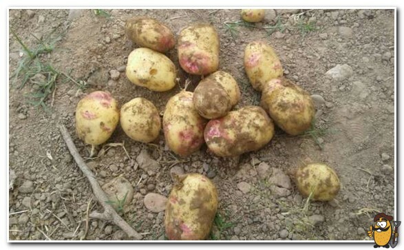 picasso potato harvest
