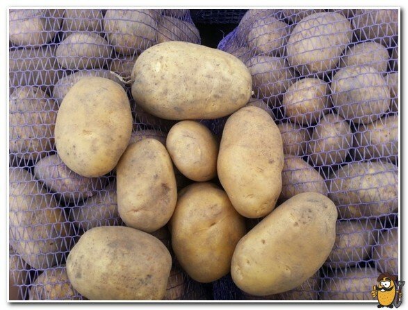 storage of uladar potatoes
