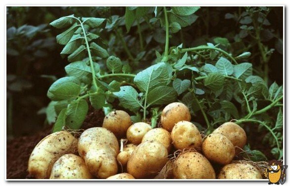Yanka potato tops