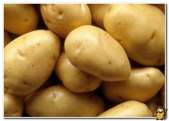 Yankee potato tubers