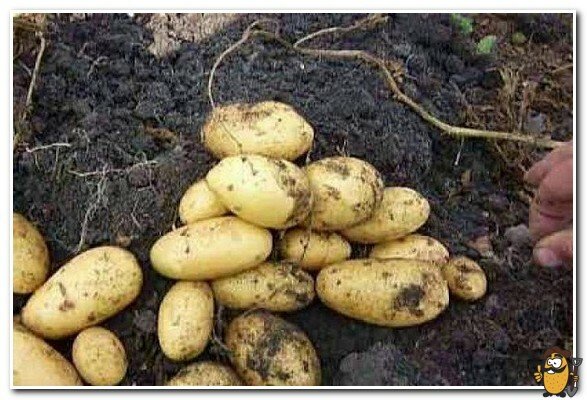 Yankee potatoes